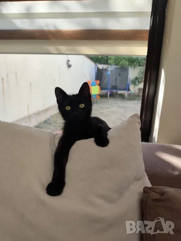 Мъжко черно коте търси любящ дом, снимка 4 - Други - 55795689