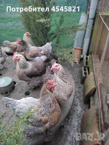 Катунски петли и кокошки , снимка 2 - други­ - 53485451