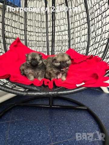Померан , снимка 4 - Померан - 53262591