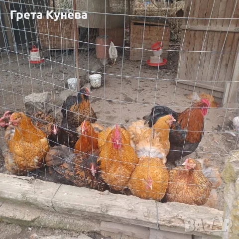 Продавам орпингтони,павловска, амрок, снимка 3 - Кокошки и пуйки - 55979082