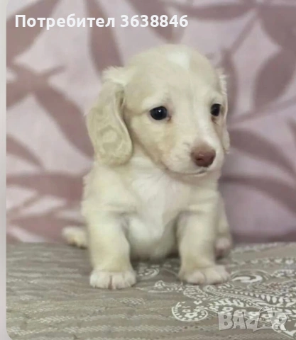 Миниатюрен дългокосмест дакел