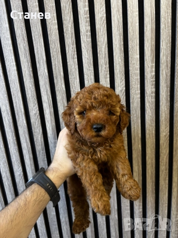 Мини Пудел Момчета / Mini Poodle Boys, снимка 6 - Померан - 55655687