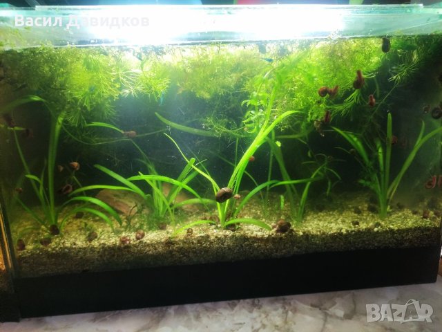 Аквариумни растения , имам и за езеро, снимка 9 - Рибки - 40911686