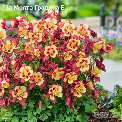 Аквилегия , снимка 3 - Градински цветя и растения - 49424812