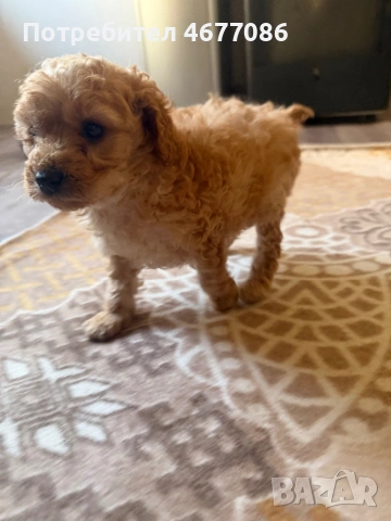 Той пудел момченце , снимка 7 - Пудели - 53758052