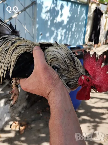 Продавам чифт Шабо, снимка 3 - други­ - 56338852