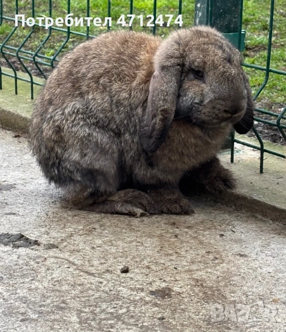 Женски зайци , снимка 3 - Други животни - 53140613