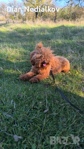 Той пуделчета родословие , снимка 5 - Пудели - 51363654