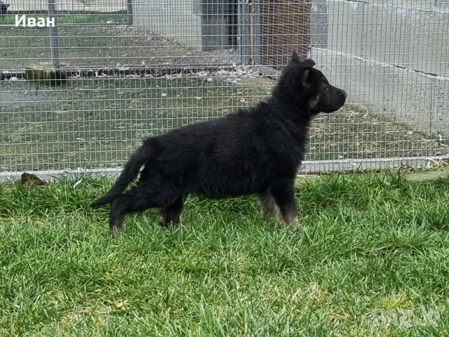 малки немски овчарки, снимка 16 - Немска овчарка - 52921710