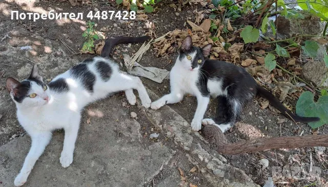 Подарявам котенца!, снимка 1 - Други - 50471963