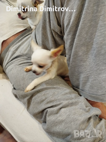 Мъжко мини чихуахуа, снимка 5 - Чихуахуа - 52417903