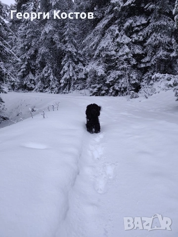 Продавам Кокер шпаньол , снимка 3 - Кокер шпаньол - 52585151