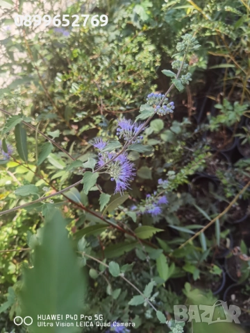 Кариоптерис Медоносно растение. , снимка 2 - Разсади - 51515622