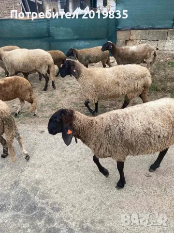  Продавам черноглави агнета