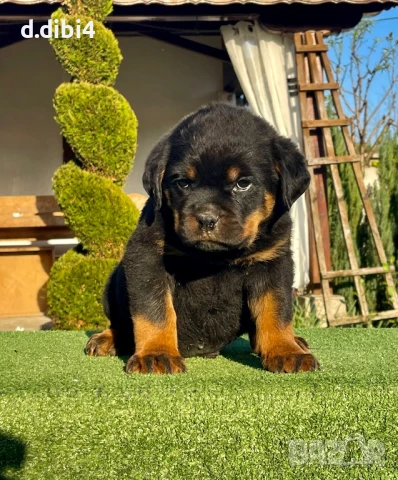 Ротвайлери , снимка 11 - Ротвайлер - 50765775