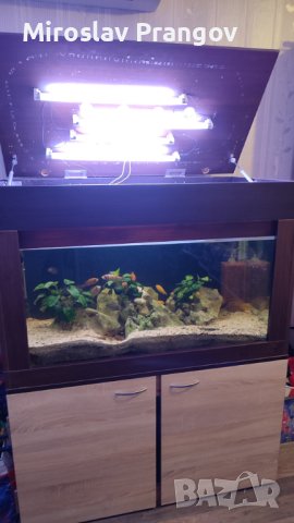 Продавам аквариум с цихлиди Мбуна, снимка 5 - Аквариуми - 41967981