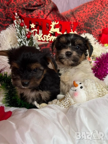 Мини йорки, снимка 6 - Йоркширски териер - 52854416