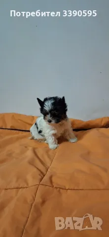 Бивър Йоркширски Териер , снимка 5 - Йоркширски териер - 49868202