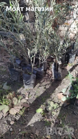 Маслина 3 вида, снимка 7 - Градински цветя и растения - 53632818