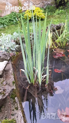 Продавам растения Жълт воден ирис, снимка 1