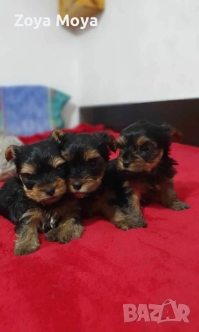 мини йоркширски териер