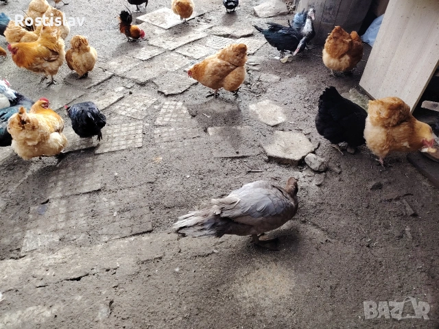 породисти кокошки , снимка 5 - Кокошки и пуйки - 53486745