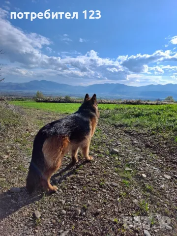 Мъжка дългокосместа немска овчарка за разплод., снимка 3 - Немска овчарка - 49048510