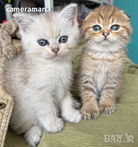 Шотландски котета готови за гушкане, снимка 7 - Британска късокосместа - 53483593