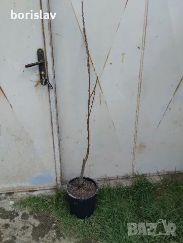 Продавам дръвчета ядлив кестен(сладък кестен), снимка 4 - Градински цветя и растения - 47623165