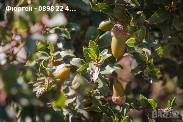 Дъб Пърнар – Вечнозелен СЕМЕНА (жълъди) Цена за 1 семе 40ст (0.20 €), снимка 4 - Разсади - 52897639