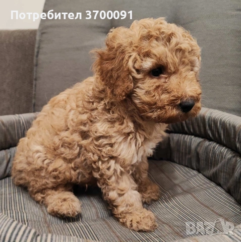 пудел / пуделче, снимка 2 - Пудели - 53133959