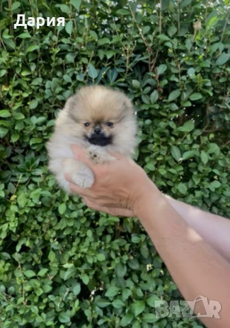 Померан , снимка 4 - Померан - 51104143