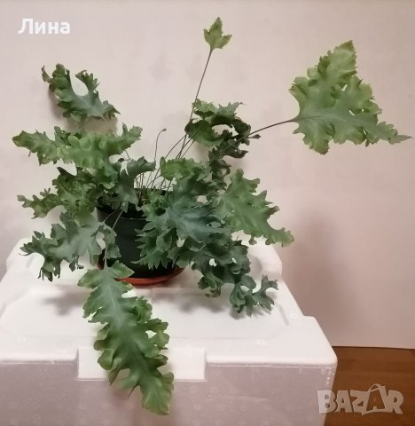 Папрат/Phlebodium Aureum Davana/ 