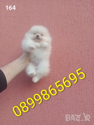 Женски Померан. Реални снимки от 08.02.26 г. Ваксина, паспорт и обезпаразитена. Отлично физическо и , снимка 2 - Померан - 53351147