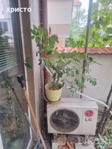 Продавам шефлера 10лв.