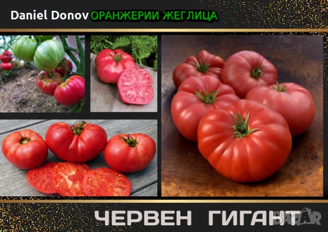 Домат ЧЕРВЕН ГИГАНТ + още над150 сорта домати