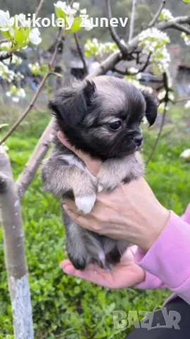 Дългокосместо чихуахуа , снимка 1