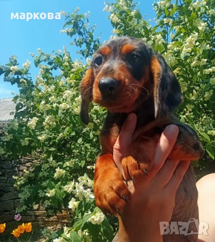 дакел дългокосмест и мерле, снимка 5 - Дакели - 33102869