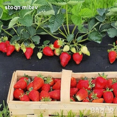 целогодилшен разсад ягоди , снимка 2 - Разсади - 53540955