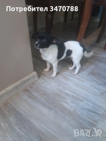 Чихуахуа , снимка 3 - Чихуахуа - 52774225