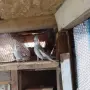 Продавам чифт белолики корели, снимка 1
