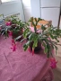 Стайни цветя - Коледничета - три саксии, снимка 2
