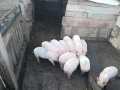 Продава се малки прасета, снимка 1