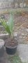 палми вашингтония 15 до 25 лв, снимка 1 - Градински цветя и растения - 44207218