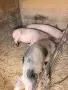Продавам женски заплодени прасета , снимка 1