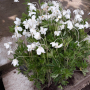  Комплект Бяло Анемоне, снимка 1 - Градински цветя и растения - 44928940