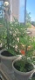 Индрише, много ароматно, разклонено, снимка 10