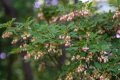 Енкиантус/ Enkianthus Campanulatus, снимка 1 - Градински цветя и растения - 40314725