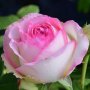 Роза 59, снимка 1 - Градински цветя и растения - 41902824