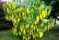 Златен дъжд (Laburnum anagyroides), снимка 4